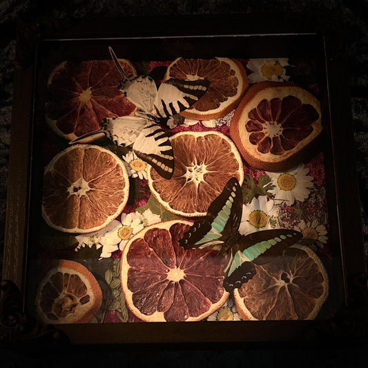 Schmetterling Shadow Box - Graphium sarpedon & antiphates