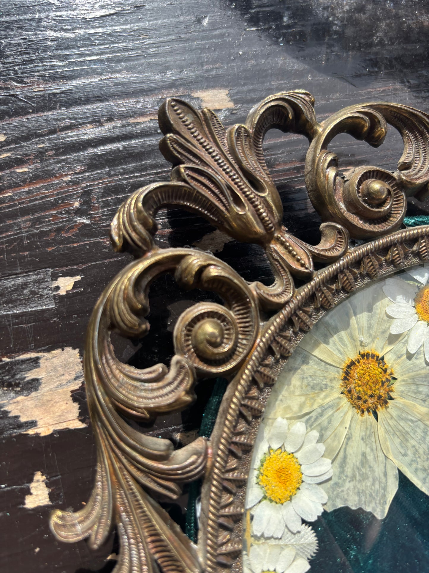 Véritable papillon morpho bleu dans un cadre photo en laiton avec de vraies fleurs et de vraies dents