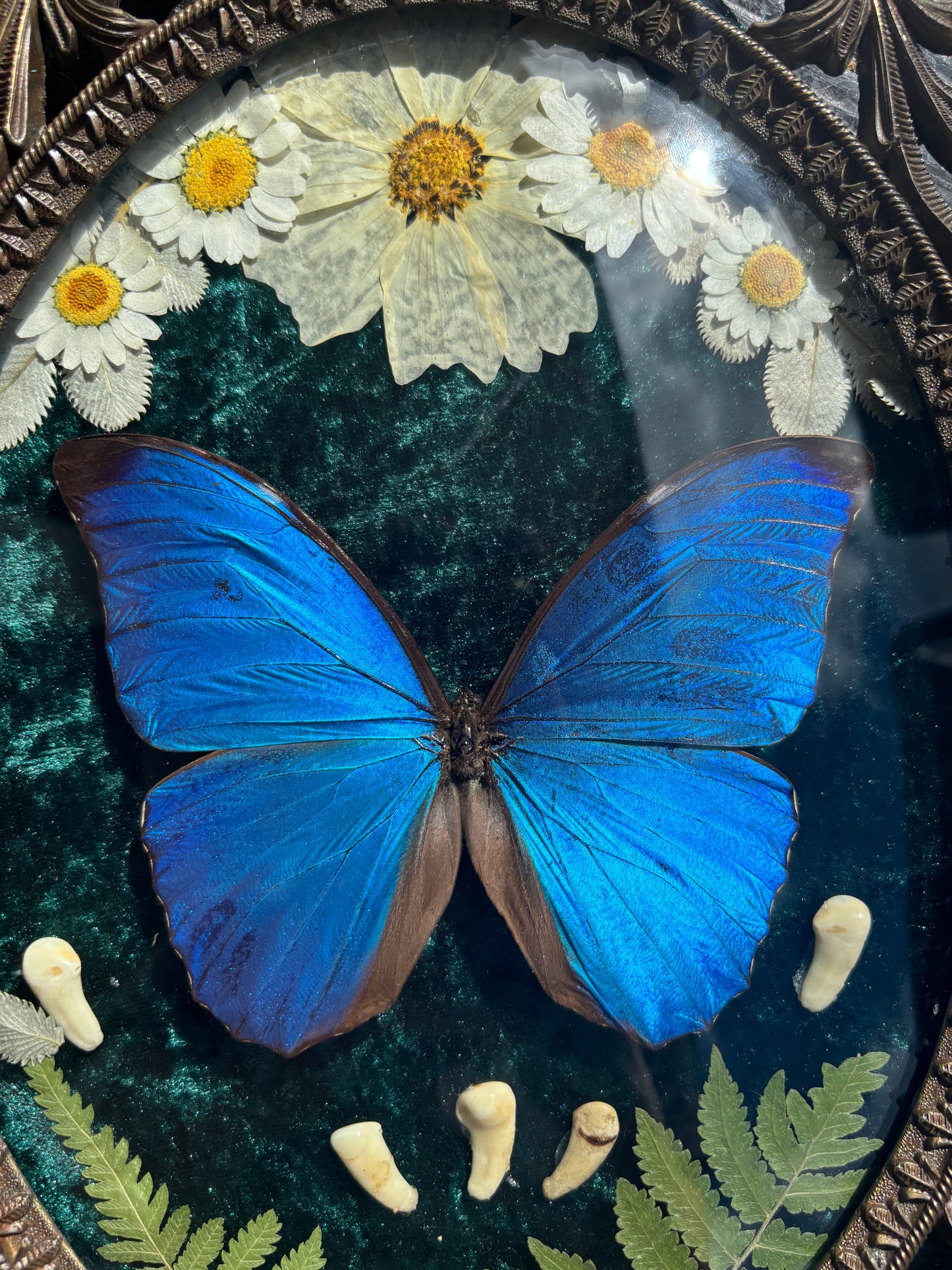 Véritable papillon morpho bleu dans un cadre photo en laiton avec de vraies fleurs et de vraies dents