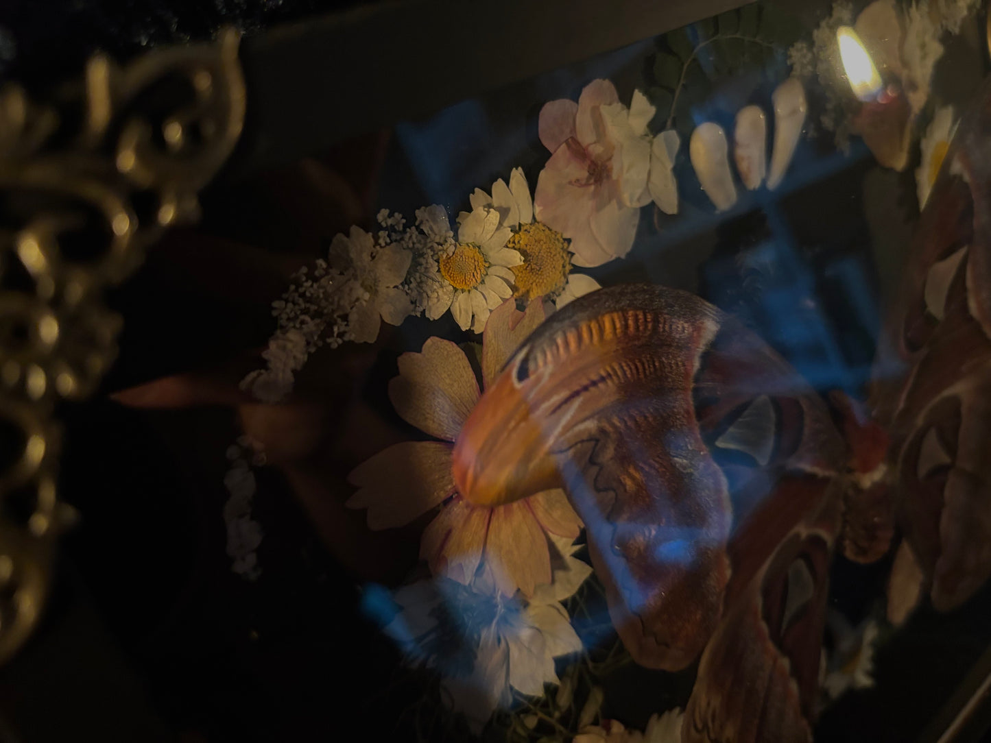 Atlas moth (Attachus atlas) with dried flowers