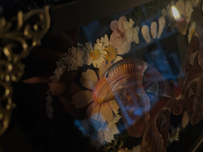 Atlas moth (Attachus atlas) with dried flowers