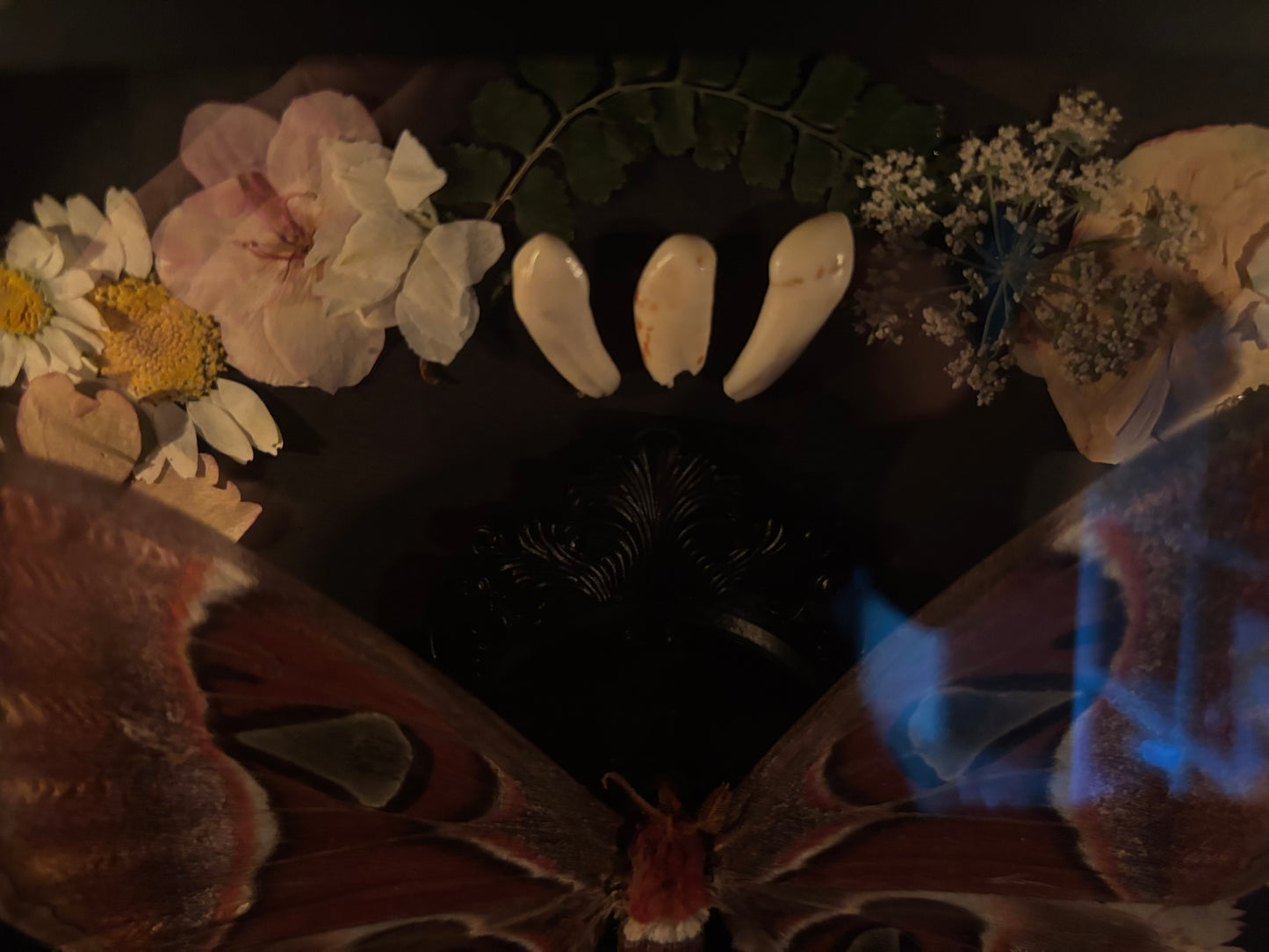 Atlas moth (Attachus atlas) with dried flowers