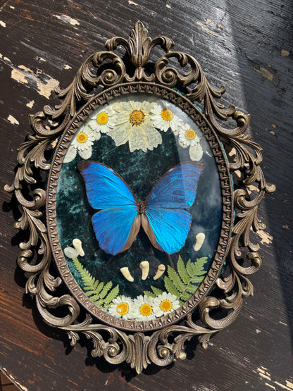 Véritable papillon morpho bleu dans un cadre photo en laiton avec de vraies fleurs et de vraies dents