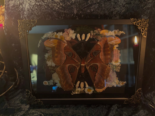 Echter Atlasspinner (attacus atlas) mit Trockenblumen