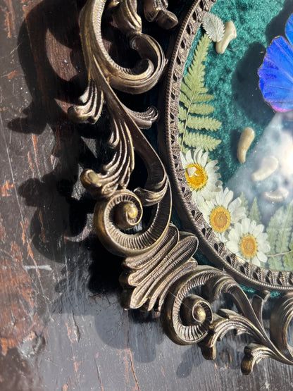 Véritable papillon morpho bleu dans un cadre photo en laiton avec de vraies fleurs et de vraies dents