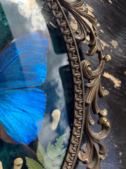 Véritable papillon morpho bleu dans un cadre photo en laiton avec de vraies fleurs et de vraies dents