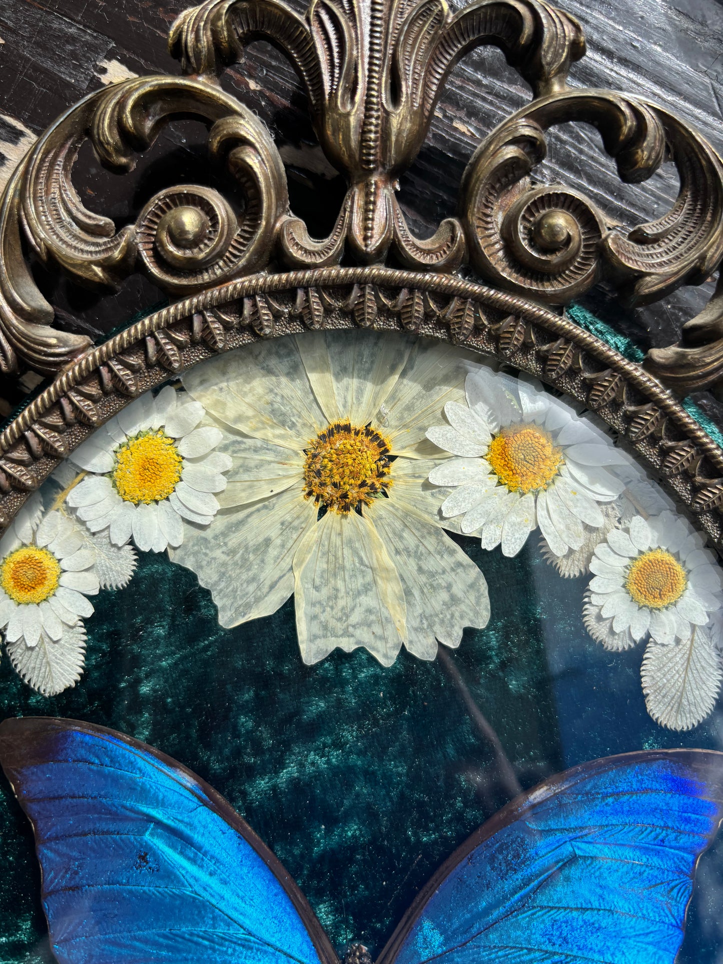 Véritable papillon morpho bleu dans un cadre photo en laiton avec de vraies fleurs et de vraies dents