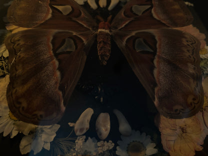 Atlas moth (Attachus atlas) with dried flowers