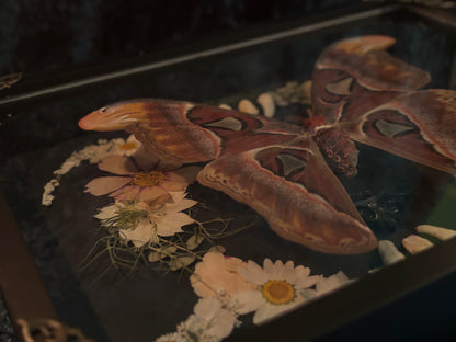 Atlas moth (Attachus atlas) with dried flowers
