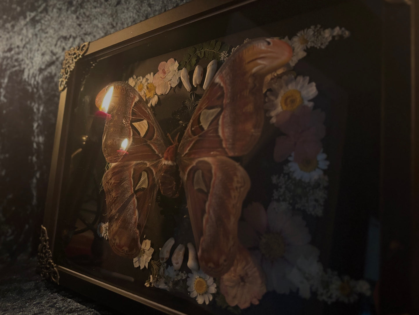 Atlas moth (Attachus atlas) with dried flowers