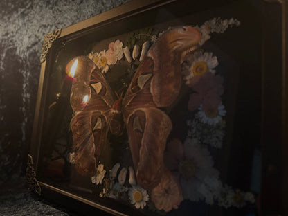 Atlas moth (Attachus atlas) with dried flowers