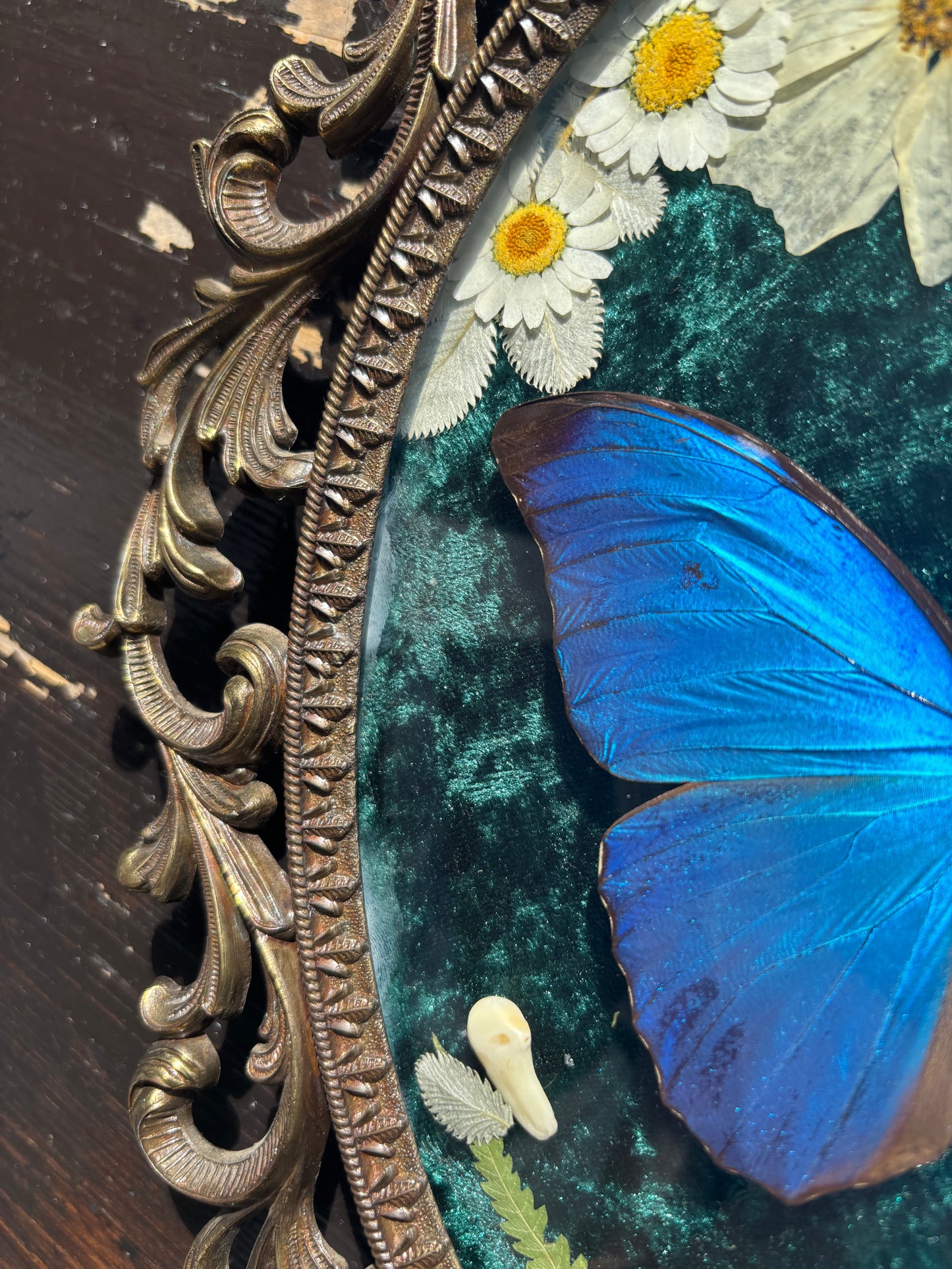 Véritable papillon morpho bleu dans un cadre photo en laiton avec de vraies fleurs et de vraies dents
