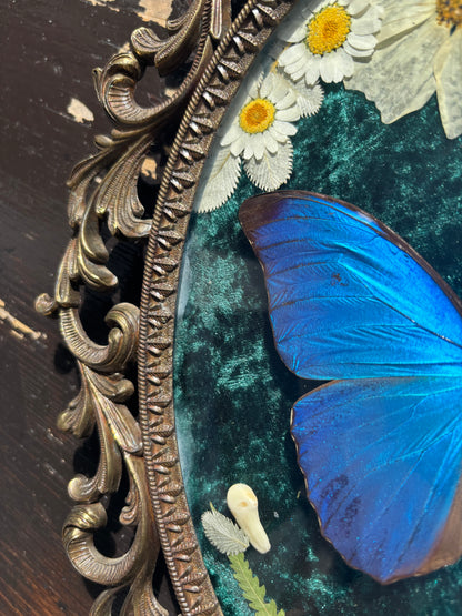 Véritable papillon morpho bleu dans un cadre photo en laiton avec de vraies fleurs et de vraies dents