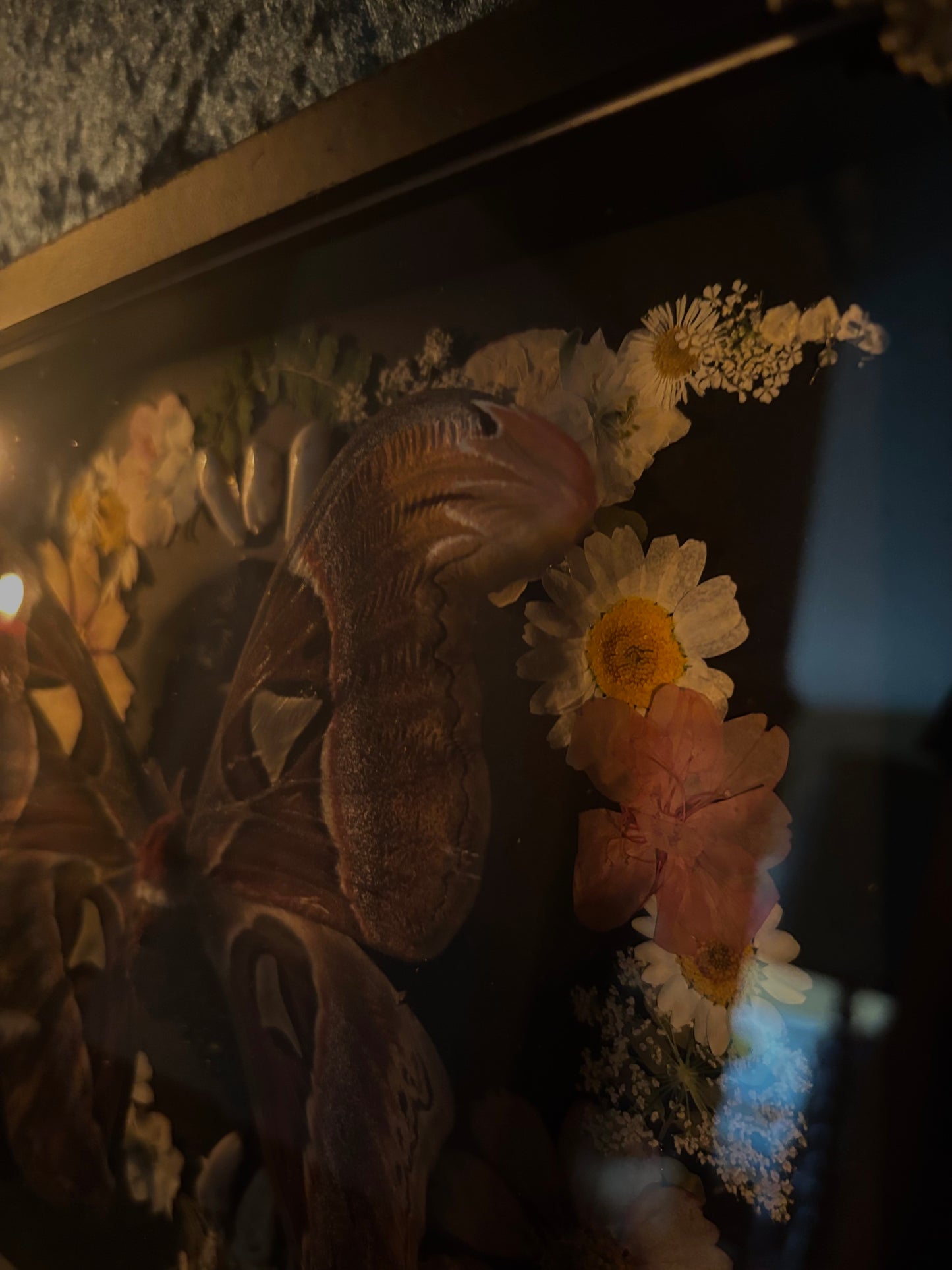 Atlas moth (Attachus atlas) with dried flowers