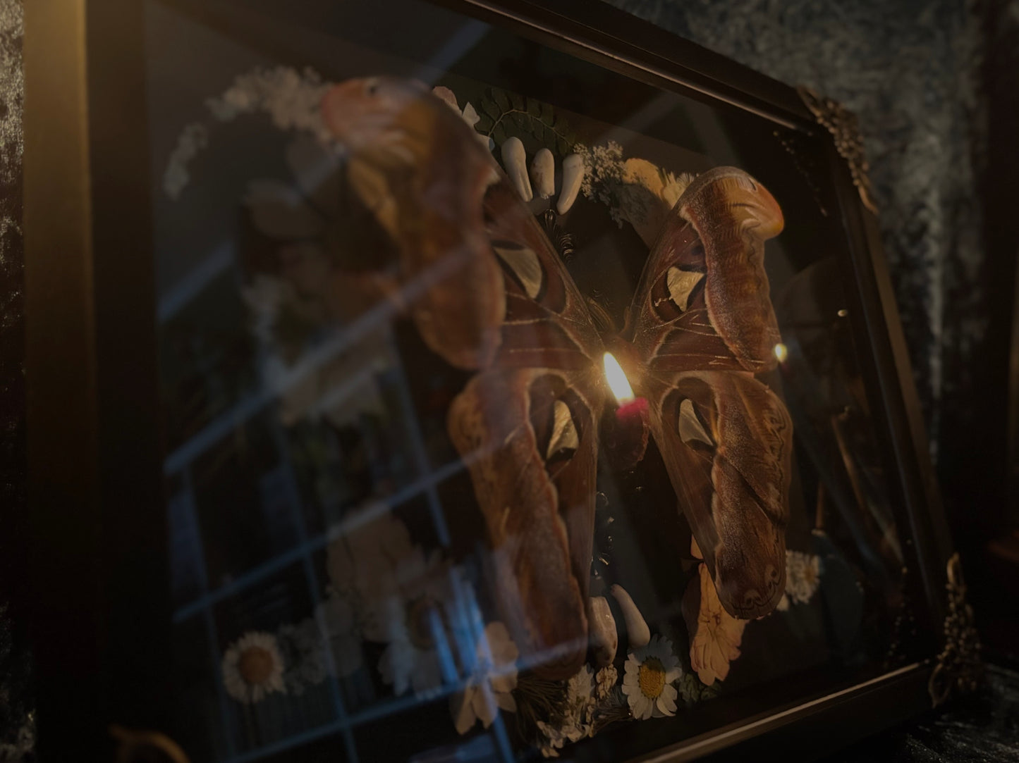 Atlas moth (Attachus atlas) with dried flowers