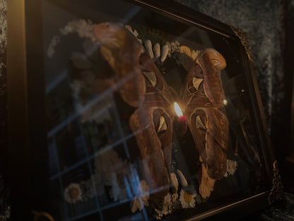 Atlas moth (Attachus atlas) with dried flowers