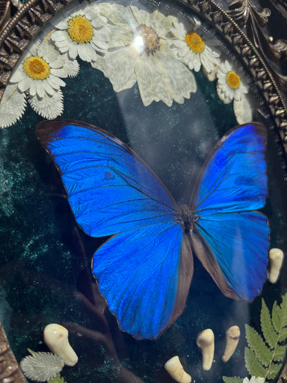 Véritable papillon morpho bleu dans un cadre photo en laiton avec de vraies fleurs et de vraies dents