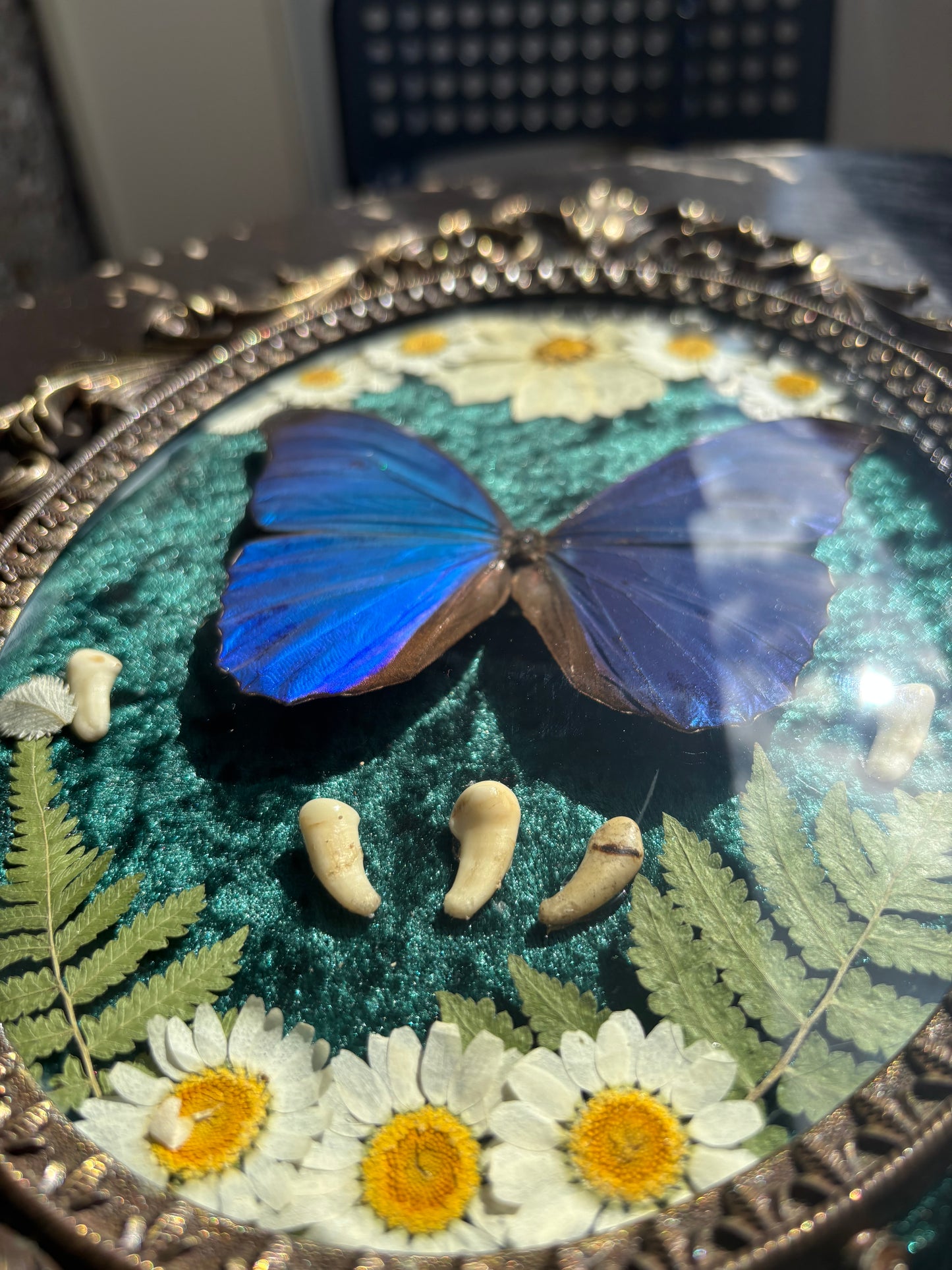 Véritable papillon morpho bleu dans un cadre photo en laiton avec de vraies fleurs et de vraies dents