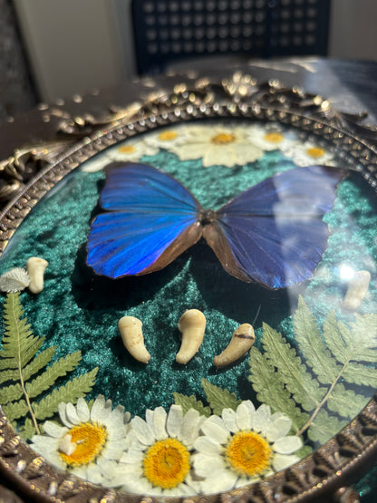 Véritable papillon morpho bleu dans un cadre photo en laiton avec de vraies fleurs et de vraies dents