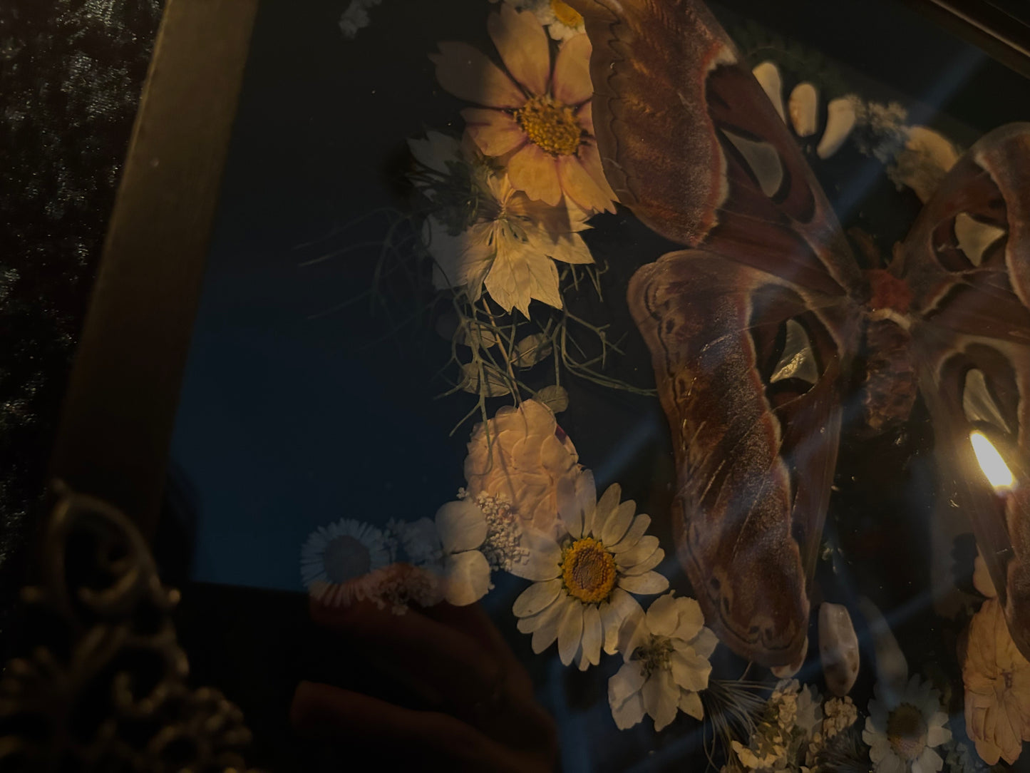 Atlas moth (Attachus atlas) with dried flowers