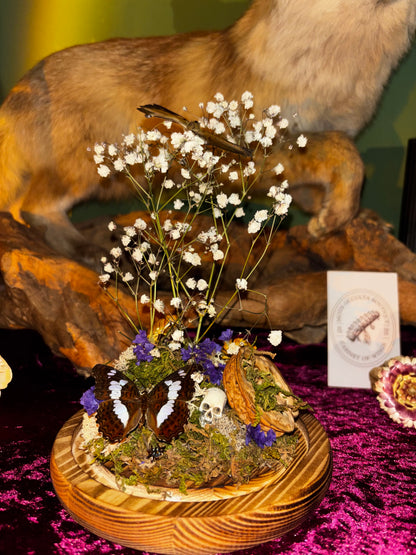 Diorama de papillons sous une cloche de verre avec de vraies fleurs séchées