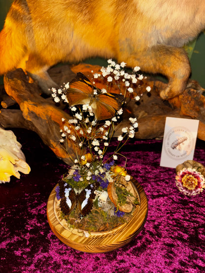 Diorama de papillons sous une cloche de verre avec de vraies fleurs séchées
