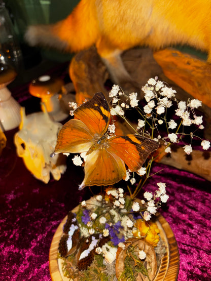 Diorama de papillons sous une cloche de verre avec de vraies fleurs séchées