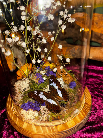Diorama de papillons sous une cloche de verre avec de vraies fleurs séchées