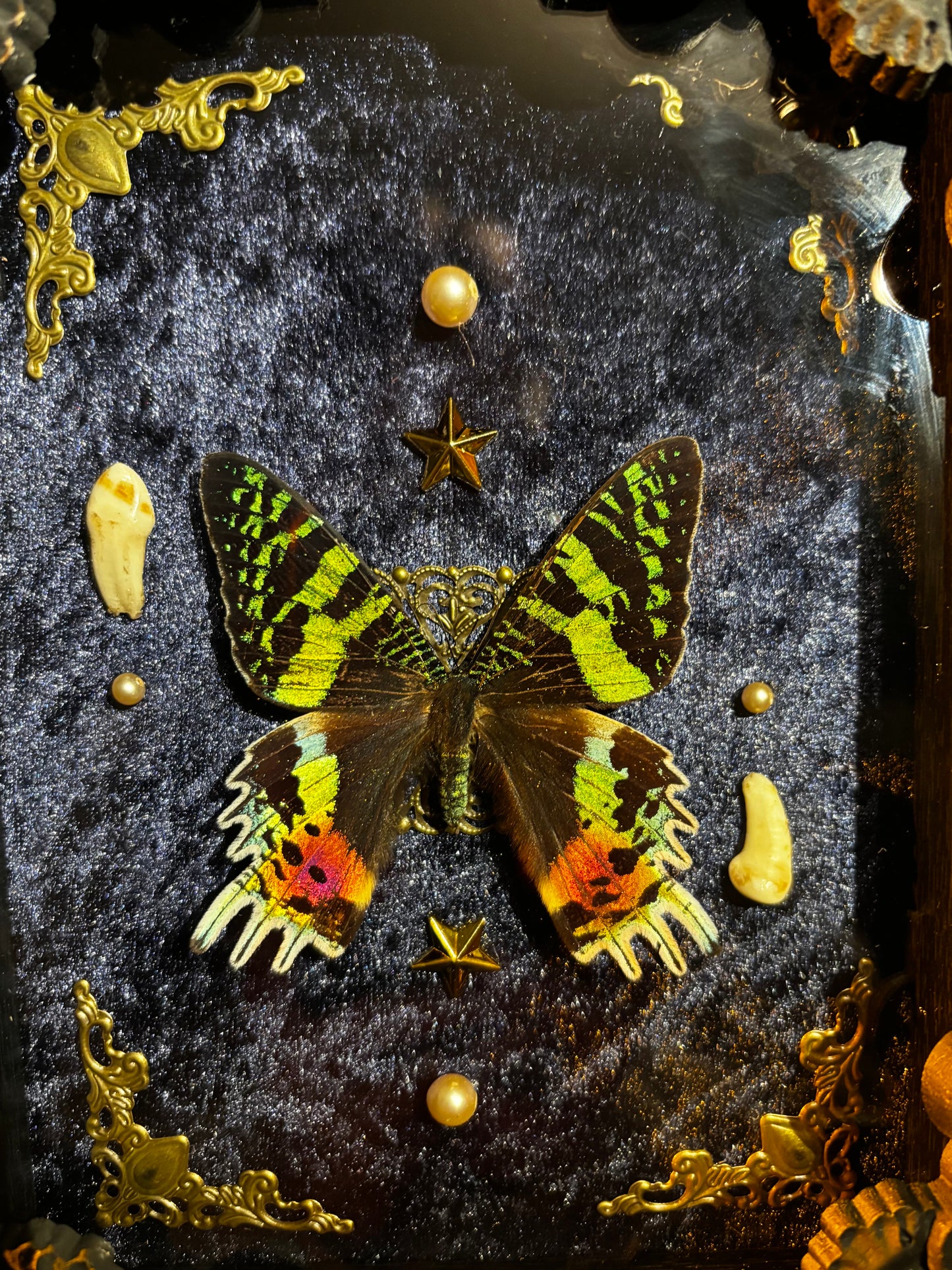 Chrysiridia rhipheus specimen – Real butterfly with teeth in a Gothic frame
