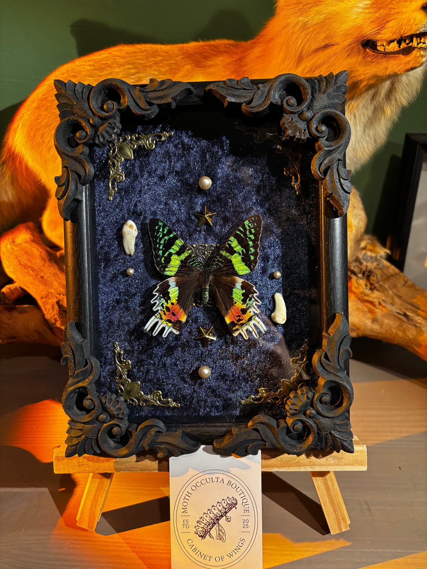 Chrysiridia rhipheus specimen – Real butterfly with teeth in a Gothic frame