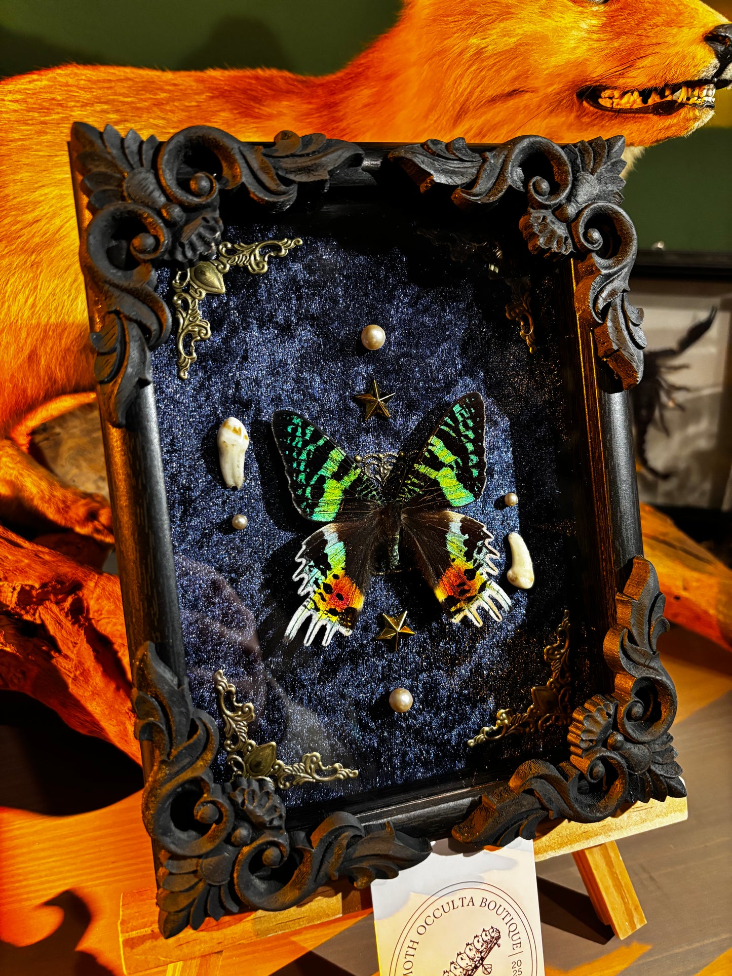 Chrysiridia rhipheus specimen – Real butterfly with teeth in a Gothic frame