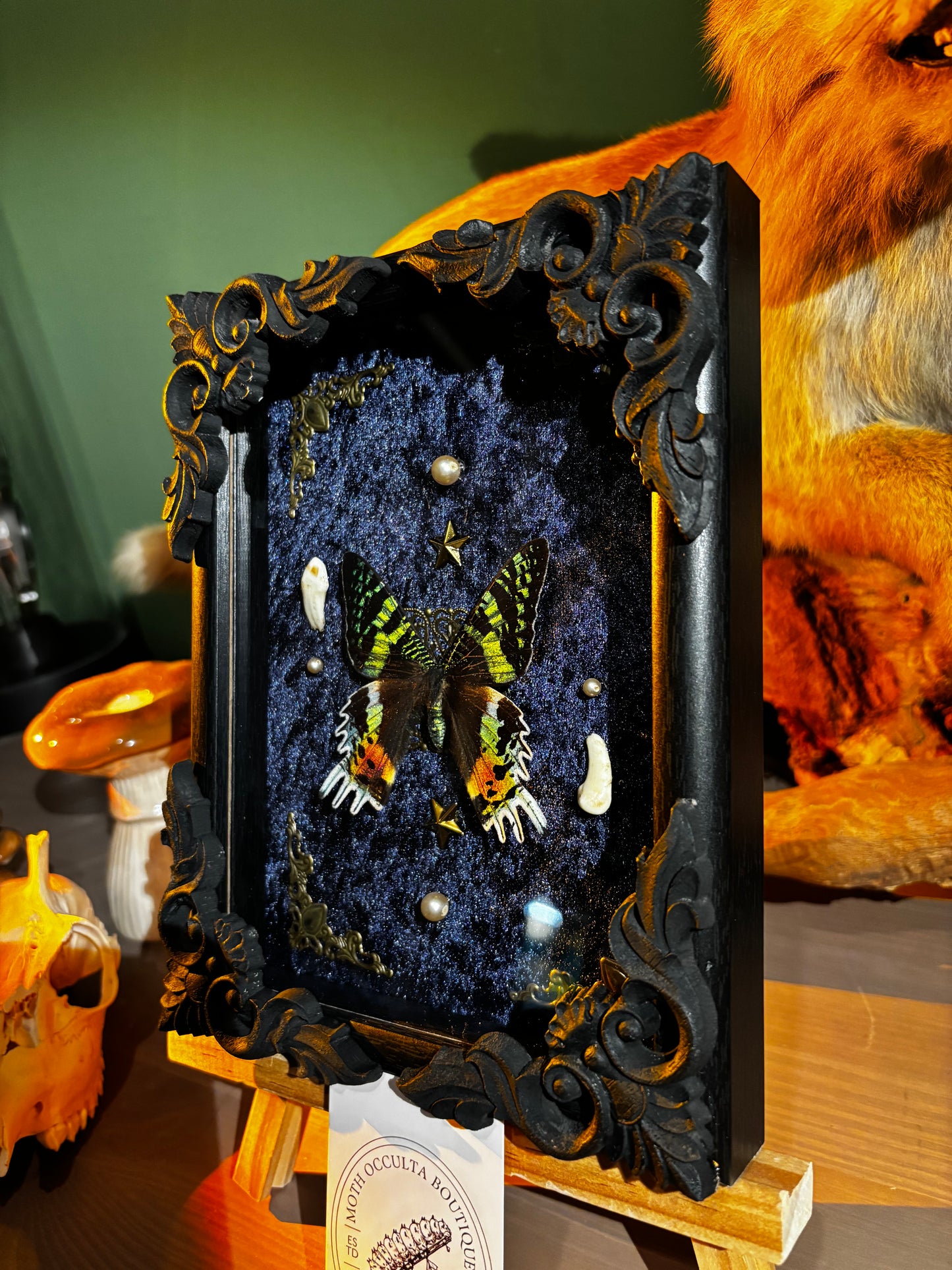 Chrysiridia rhipheus specimen – Real butterfly with teeth in a Gothic frame