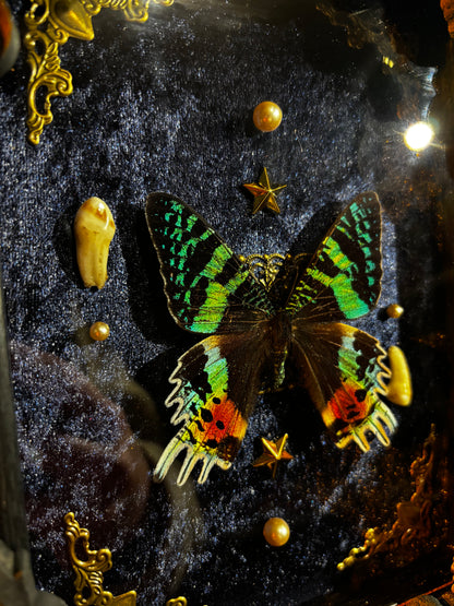 Chrysiridia rhipheus specimen – Real butterfly with teeth in a Gothic frame