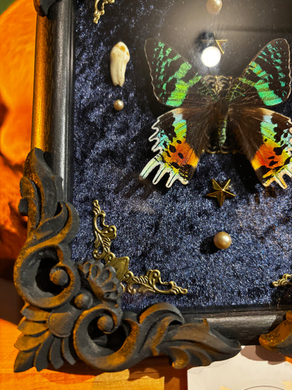 Chrysiridia rhipheus specimen – Real butterfly with teeth in a Gothic frame