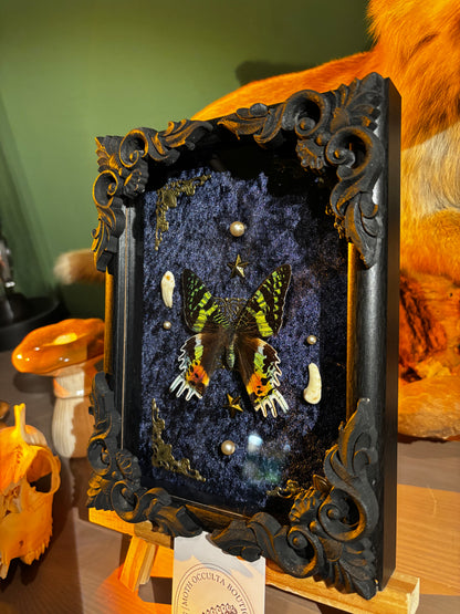 Chrysiridia rhipheus specimen – Real butterfly with teeth in a Gothic frame