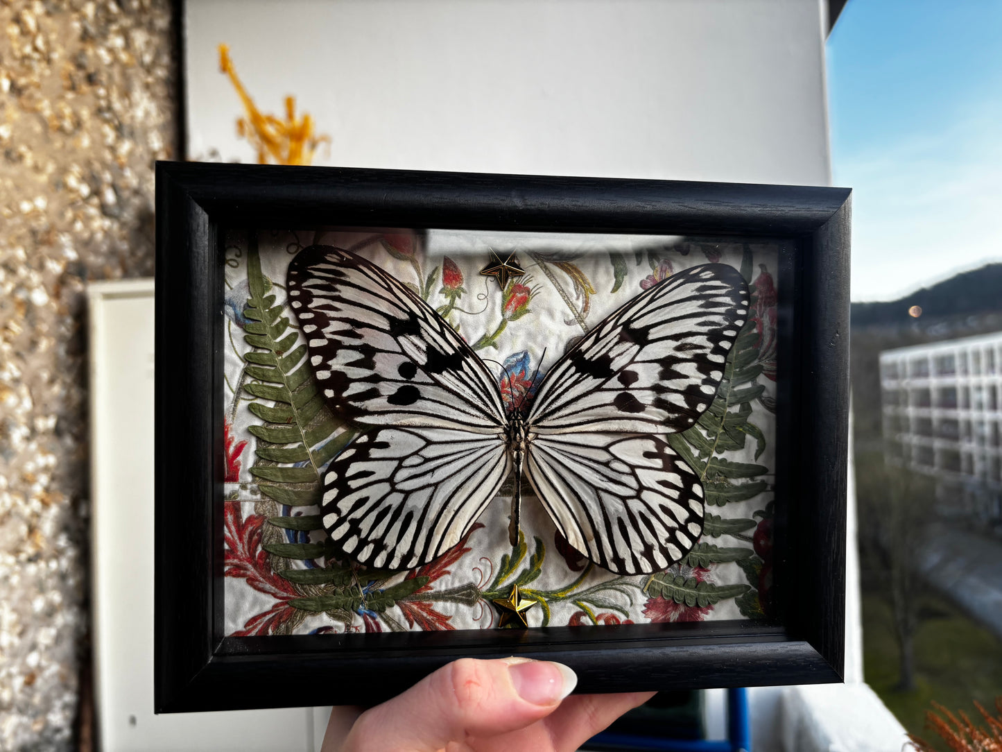 Luminous Wings - Occult insect preparation