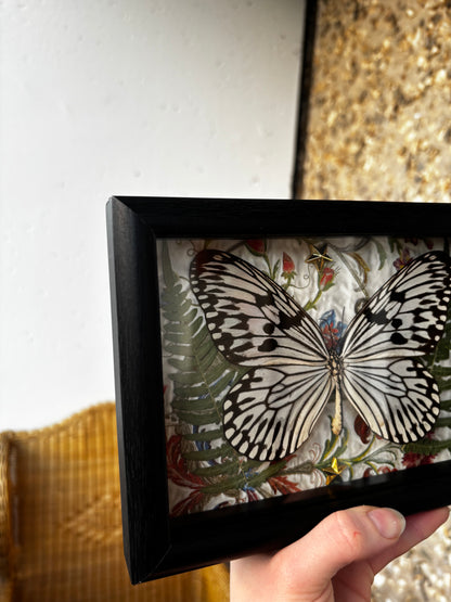 Luminous Wings - Occult insect preparation