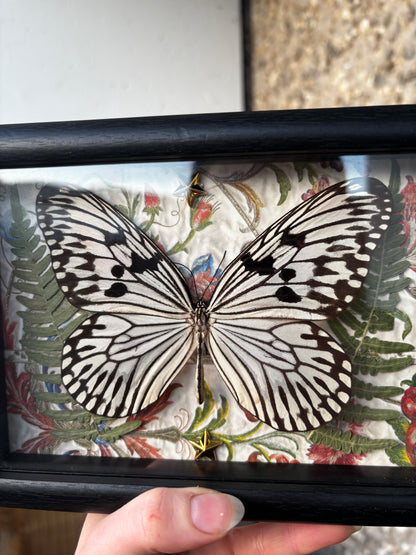 Luminous Wings - Occult insect preparation