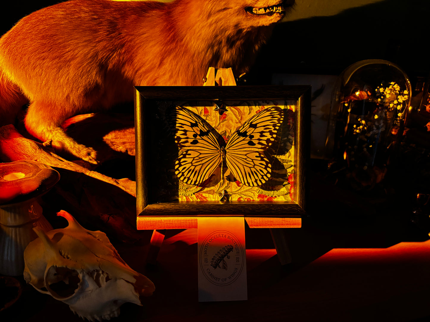 Luminous Wings - Occult insect preparation