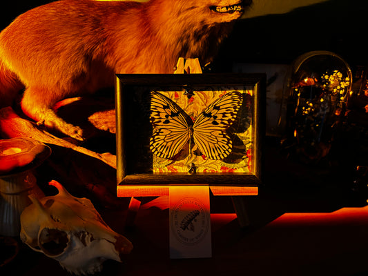 Luminous Wings - Okkultes Insektenpräparat