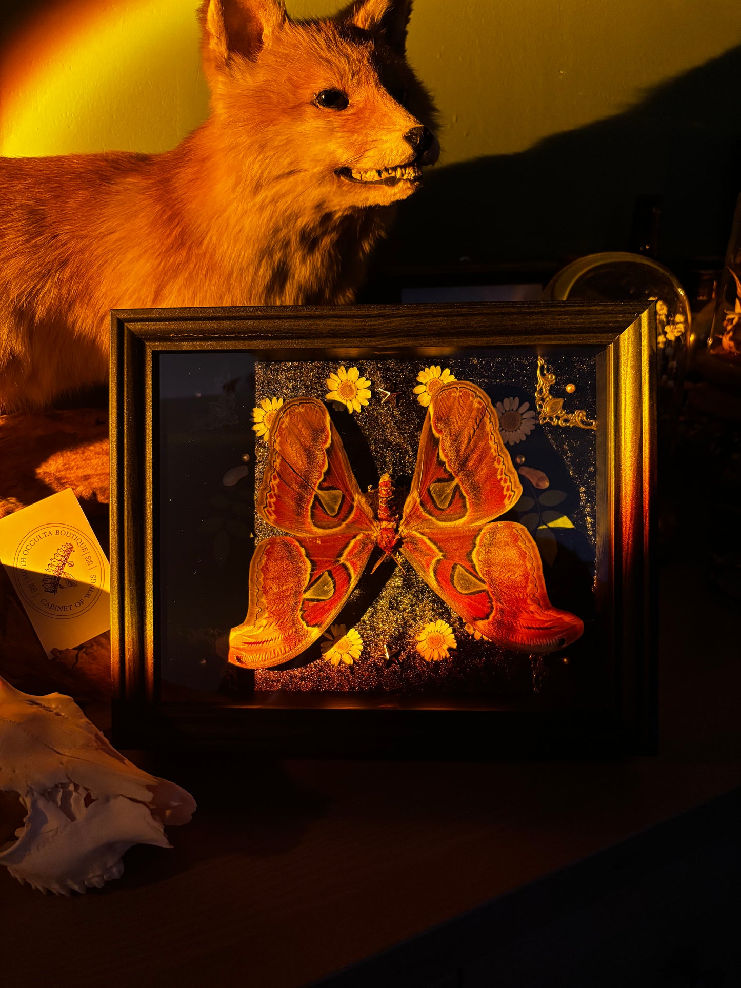 Upside down - Attacus atlas