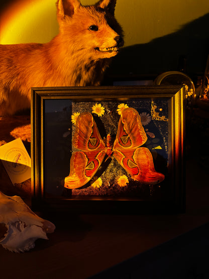 Upside down - Attacus atlas