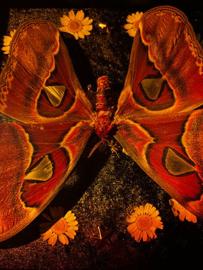 Upside down - Attacus atlas