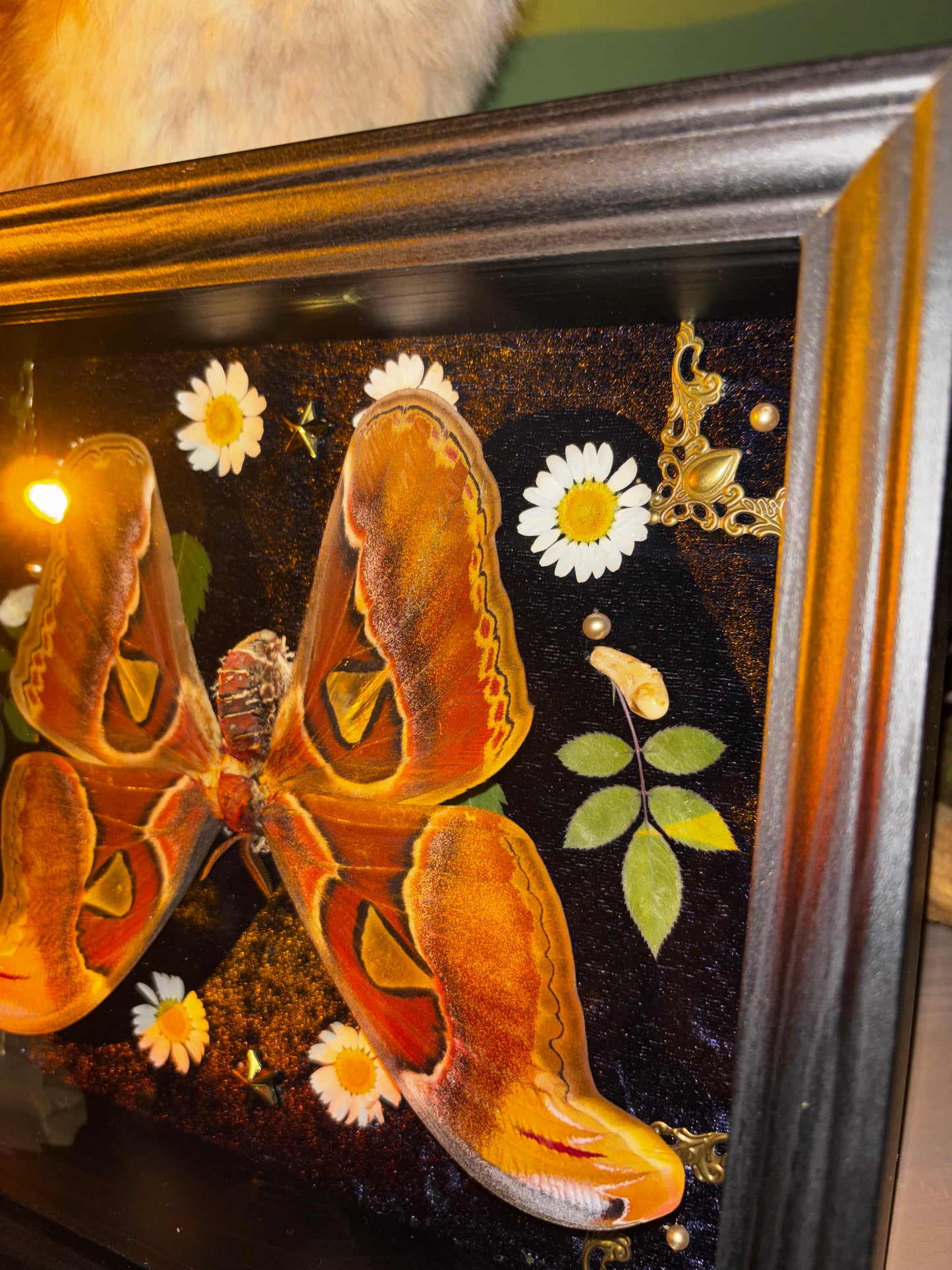 Upside down - Attacus atlas