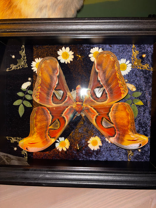 Upside down - Attacus atlas