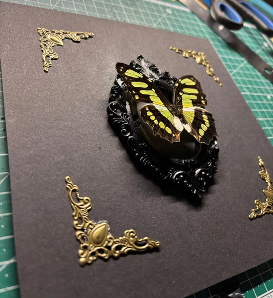 Schmetterling Barockstil Rahmen - Malachit Schmetterling (Siproeta stelenes)