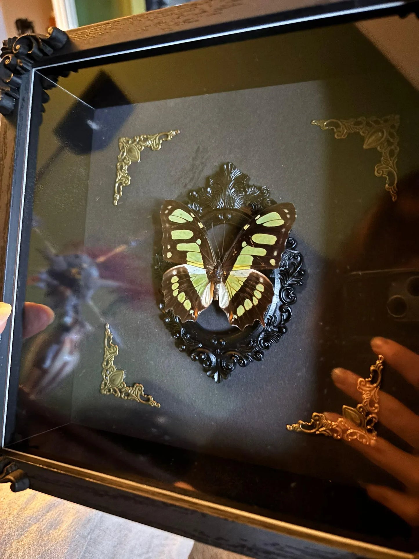 Schmetterling Barockstil Rahmen - Malachit Schmetterling (Siproeta stelenes)