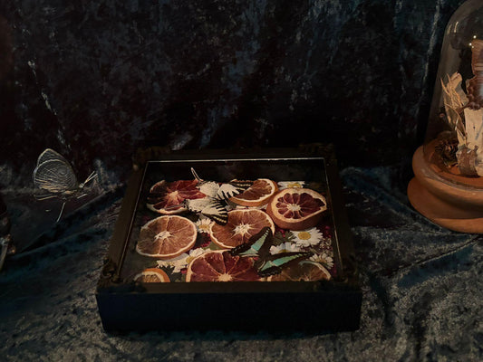 Schmetterling Shadow Box - Graphium sarpedon & antiphates