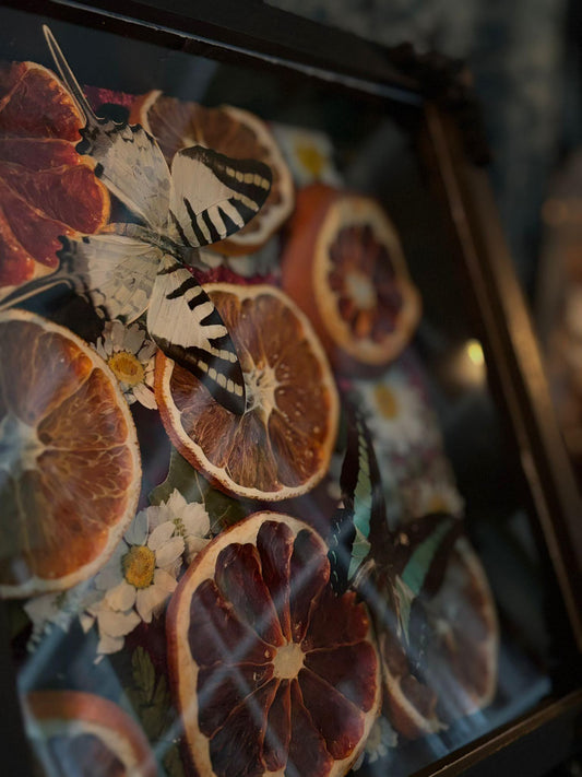 Schmetterling Shadow Box - Graphium sarpedon & antiphates