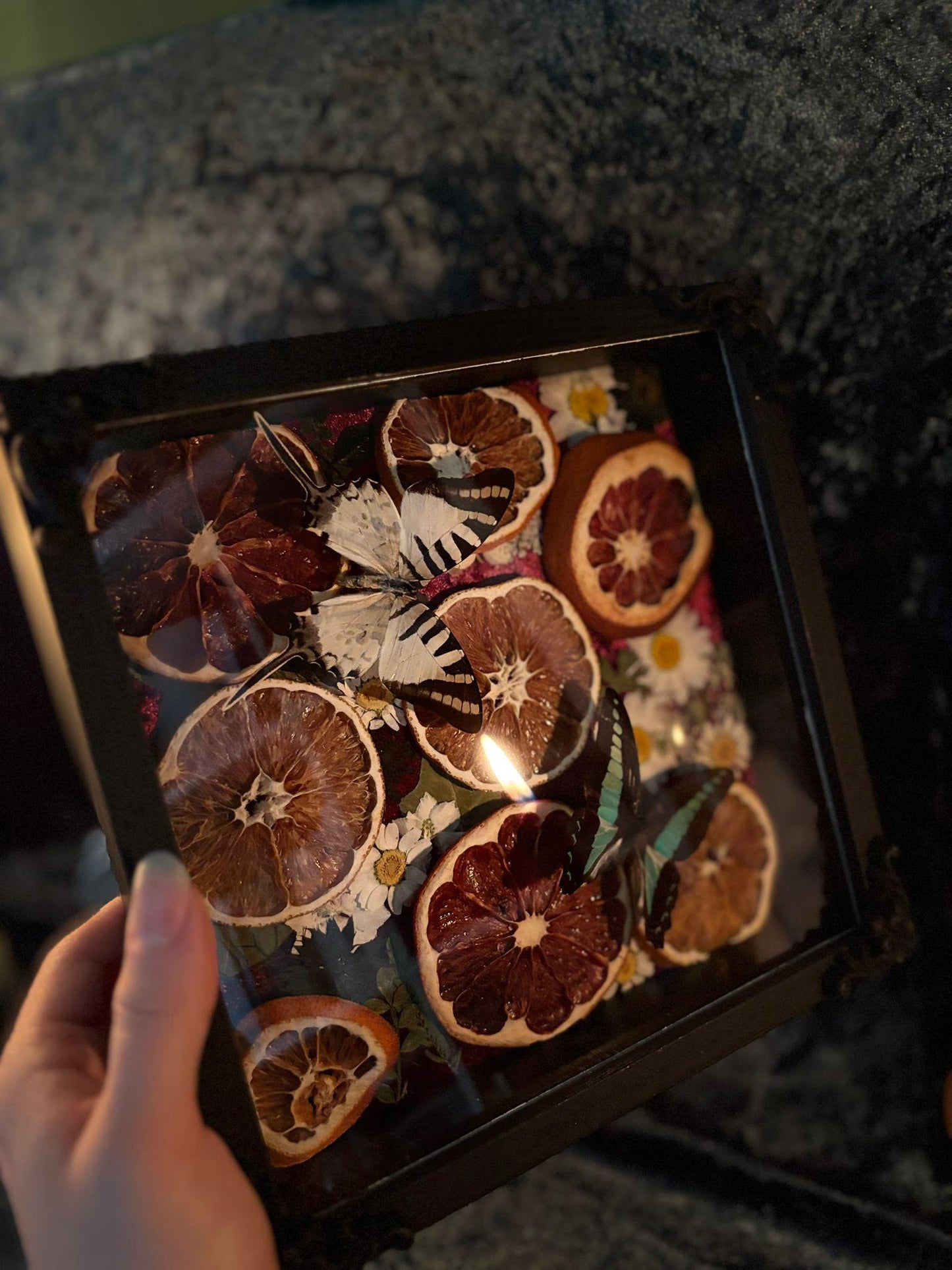 Schmetterling Shadow Box - Graphium sarpedon & antiphates